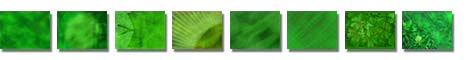 Free Leafage PowerPoint Templates
