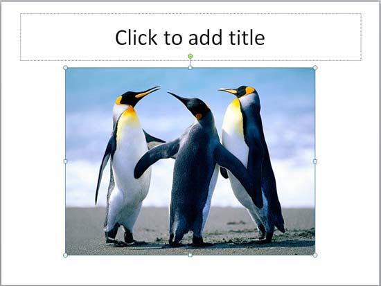 Picture inserted on the slide 