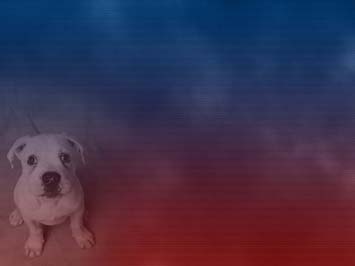 Dog: Bulldog Title Content PowerPoint Template