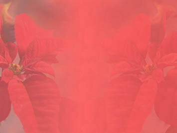 Poinsettia Title Content PowerPoint Template
