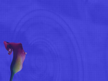 Calla Lilies Title Content PowerPoint Template