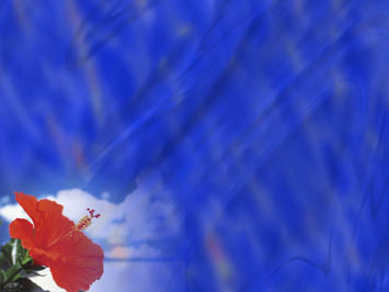 Hibiscus Title Content PowerPoint Template