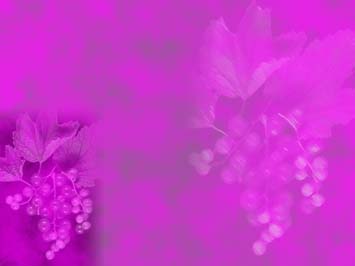 Black Currant Title Content PowerPoint Template