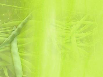 French Beans Title Content PowerPoint Template