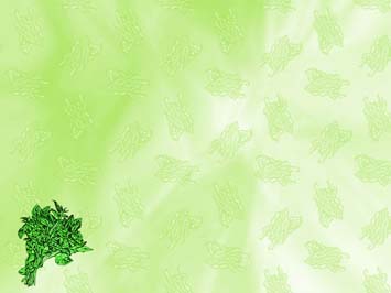 Spinach Title Content PowerPoint Template