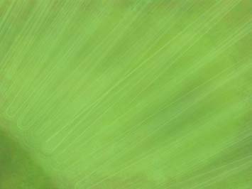 Leafage Title Content PowerPoint Template