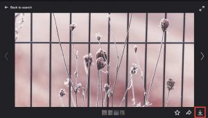 Searching Flickr for Creative Commons Pictures